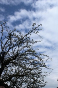 Birnbaum im Frühling